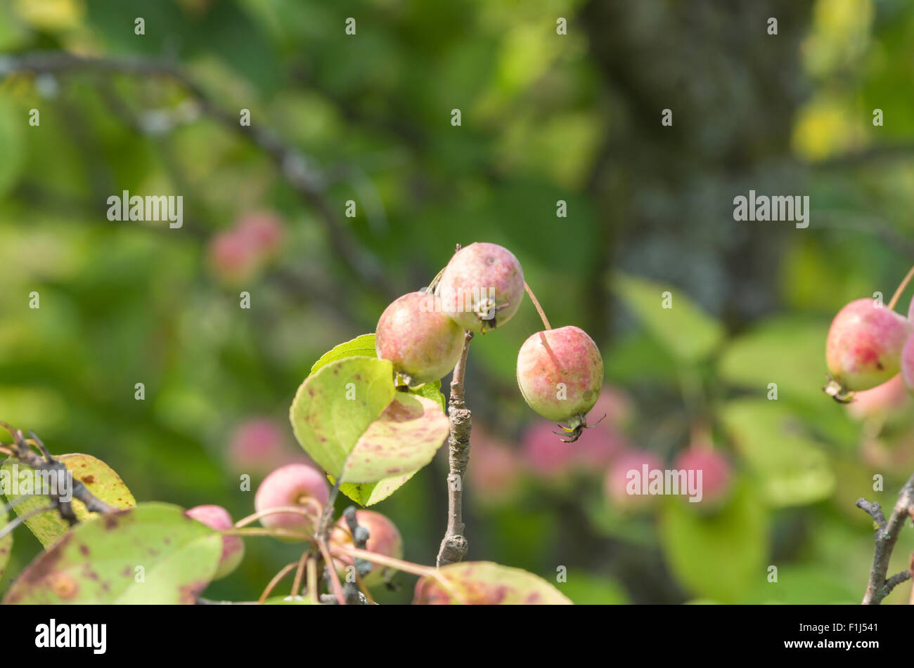 Crabe sauvage pommes (Malus) Banque D'Images