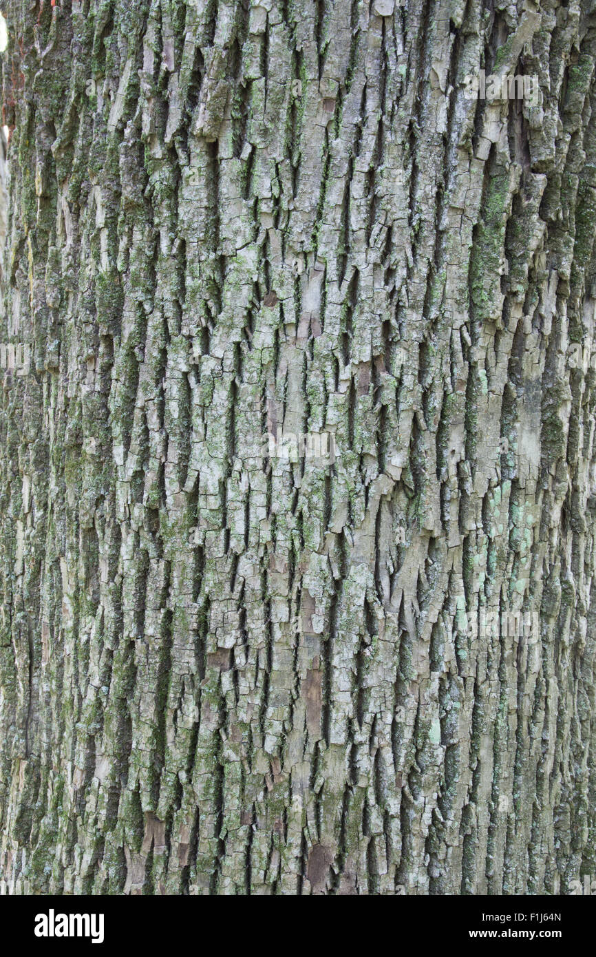 L'écorce fissurée d'un frêne blanc (Fraxinus americana) arbre. L'écorce a lichen poussant sur elle fournissant une surbrillance verte. Banque D'Images
