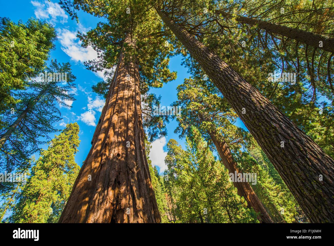 Séquoias géants dans le Sequoia National Park en Californie, USA. Banque D'Images