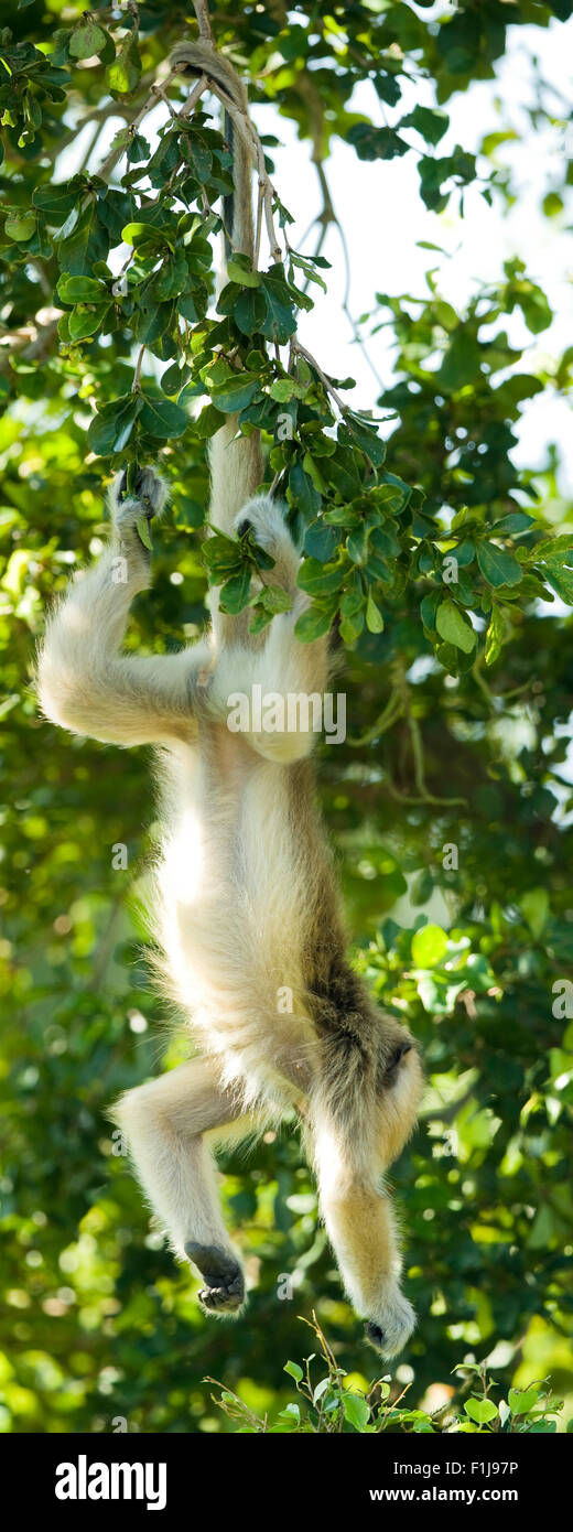 Un singe Langur accrochée à sa queue dans un arbre. Banque D'Images