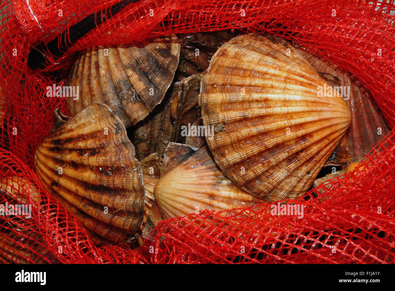 Pêcheur de pétoncles,John Worswick,qui plonge pour les mollusques au large de West Bay,Dorset,UK,où ils sont vendus pour la nourriture.Une mer de fruits de mer au Royaume-Uni Banque D'Images