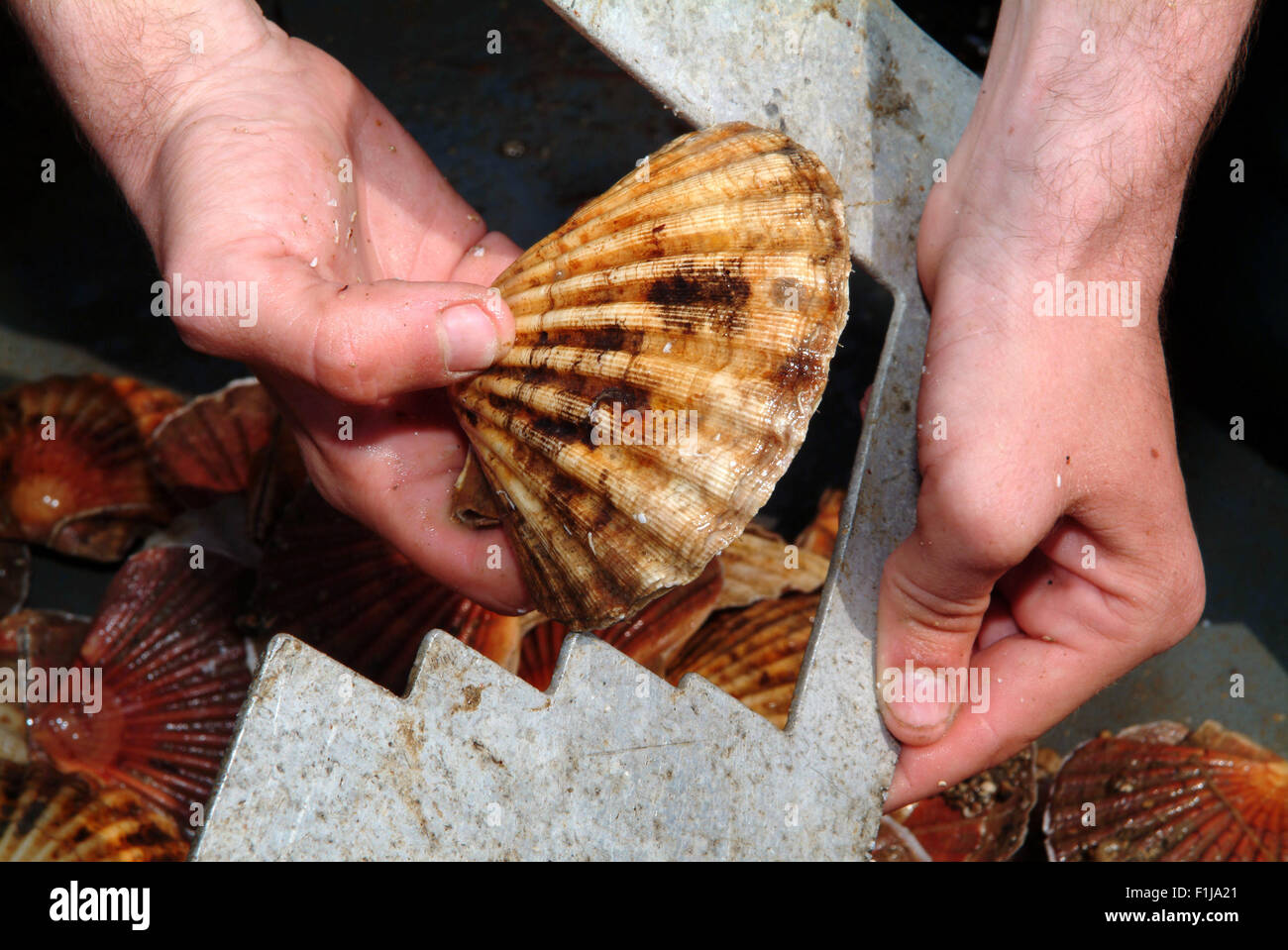 Pêcheur de pétoncles,John Worswick,qui plonge pour les mollusques au large de West Bay,Dorset,UK,où ils sont vendus pour la nourriture.Une mer de fruits de mer au Royaume-Uni Banque D'Images