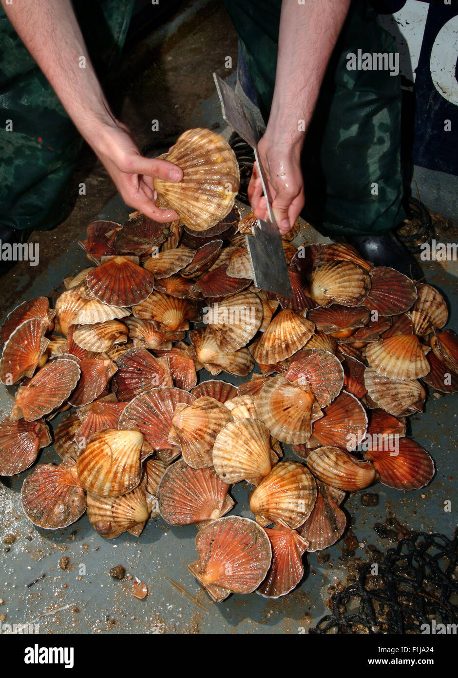 Pêcheur de pétoncles,John Worswick,qui plonge pour les mollusques au large de West Bay,Dorset,UK,où ils sont vendus pour la nourriture.Une mer de fruits de mer au Royaume-Uni Banque D'Images
