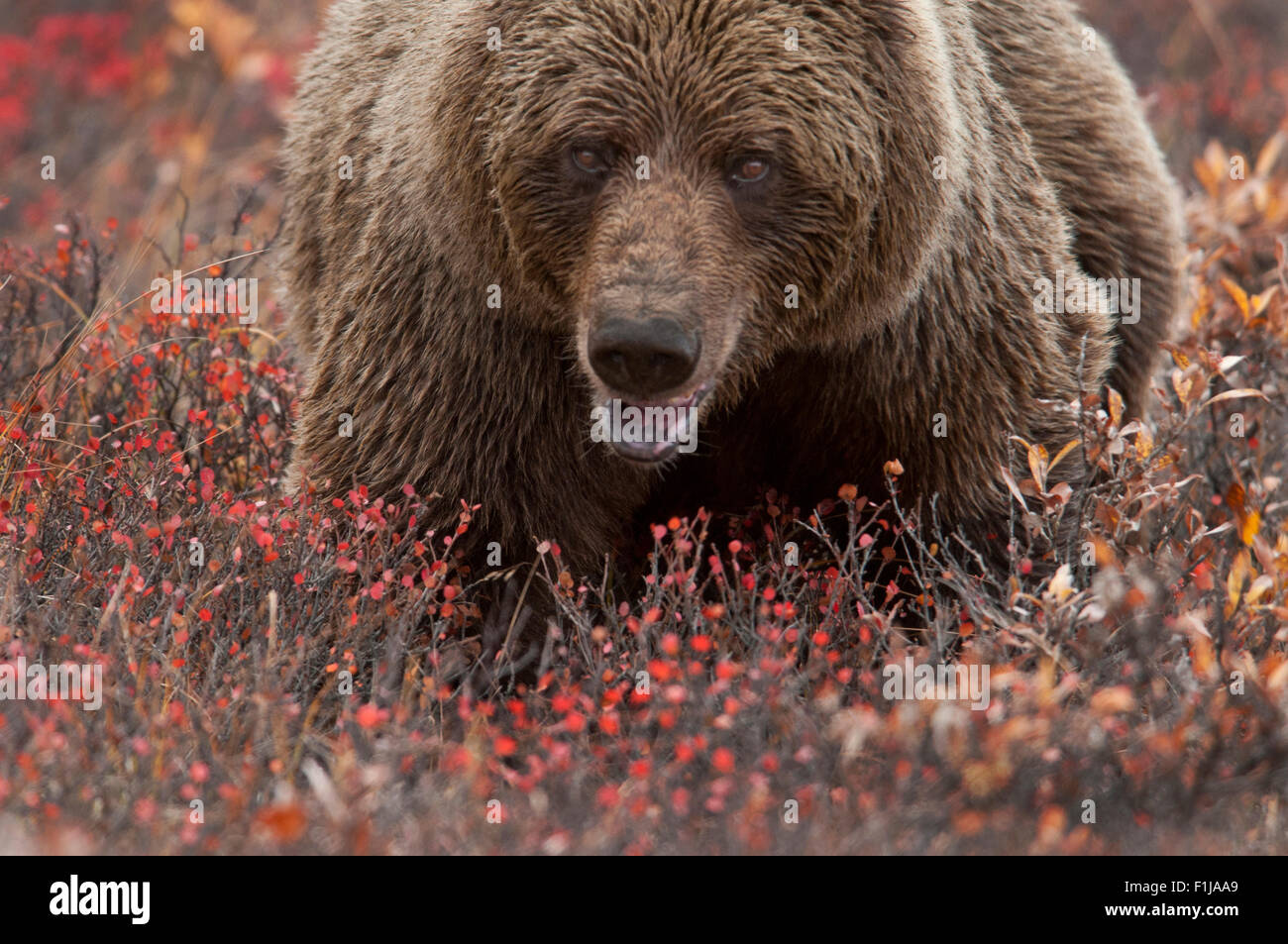 Ours grizzli (Ursus arctos) semer dans la toundra d'automne de bouleau glanduleux, de saules, de bleuet et de savon berry, le parc national Denali, en Alaska. Banque D'Images