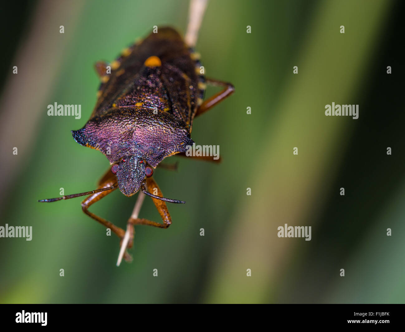 Une macro photo d'une forêt 'bug' perché ou assis sur un brin d'herbe. Photographié dans la nature. Banque D'Images