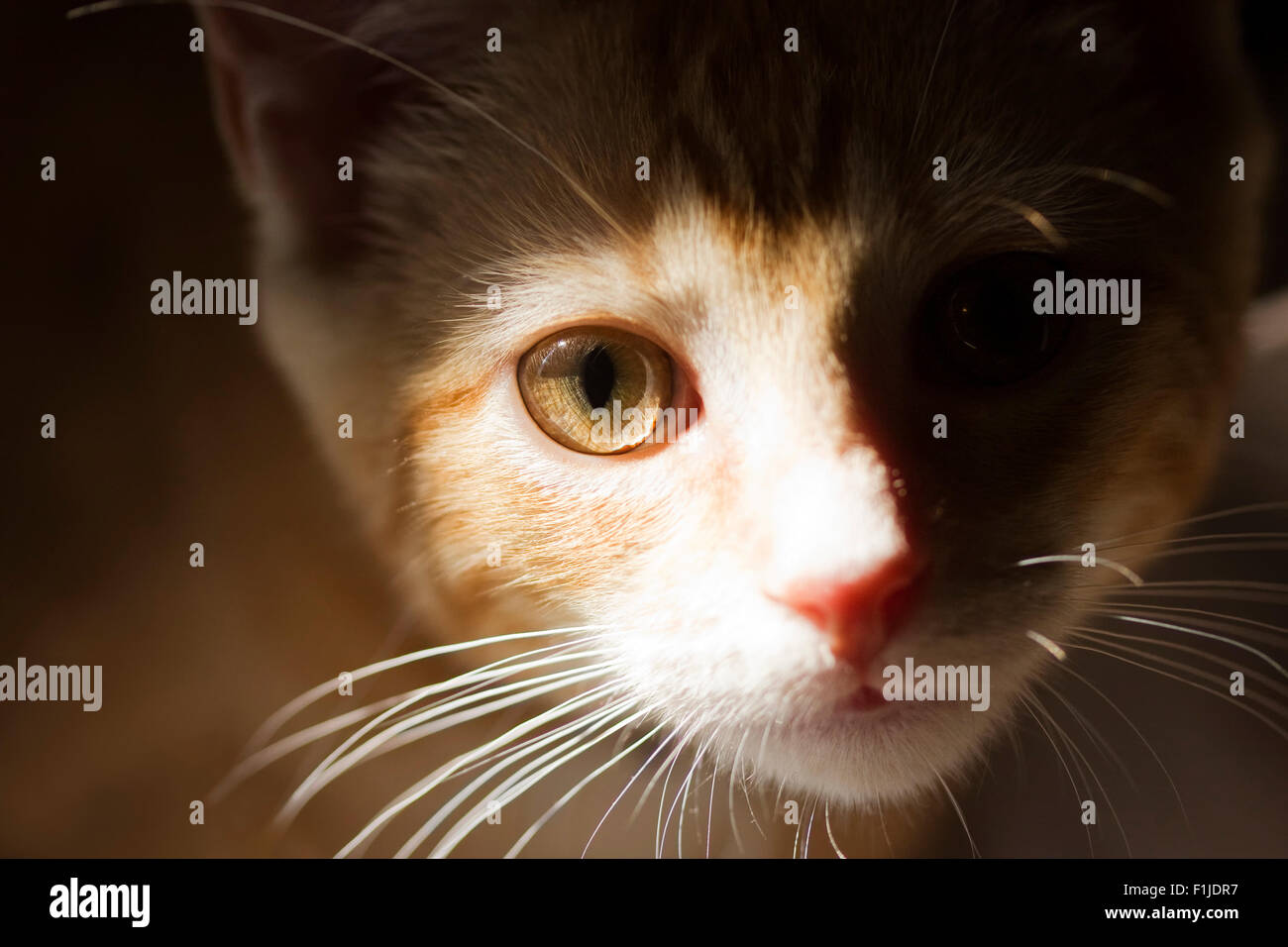 American Shorthair Tabby Orange Chat dans la lumière du soleil à la caméra directement à Banque D'Images