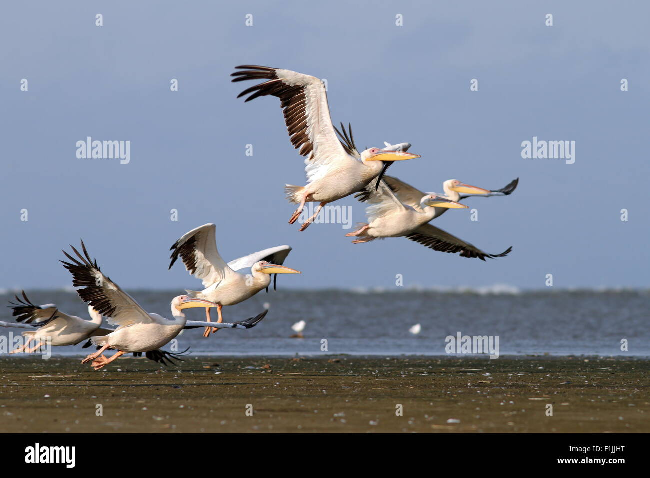 Troupeau de grands pélicans ( Pelecanus onocrotalus ) à l'île Sahalin, Delta du Danube, Roumanie Banque D'Images