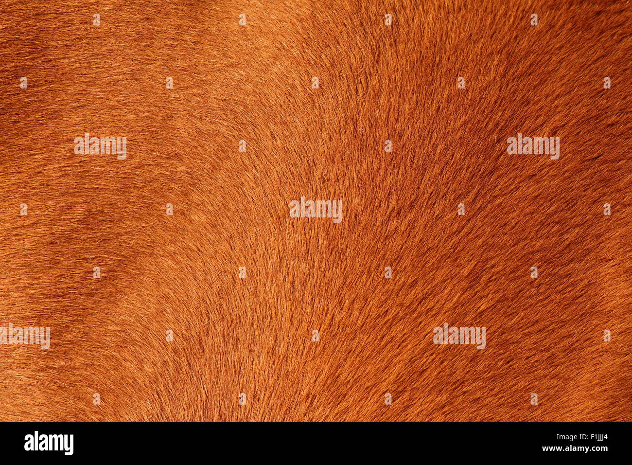 Close up de peau texturée à partir d'un cheval brun Banque D'Images