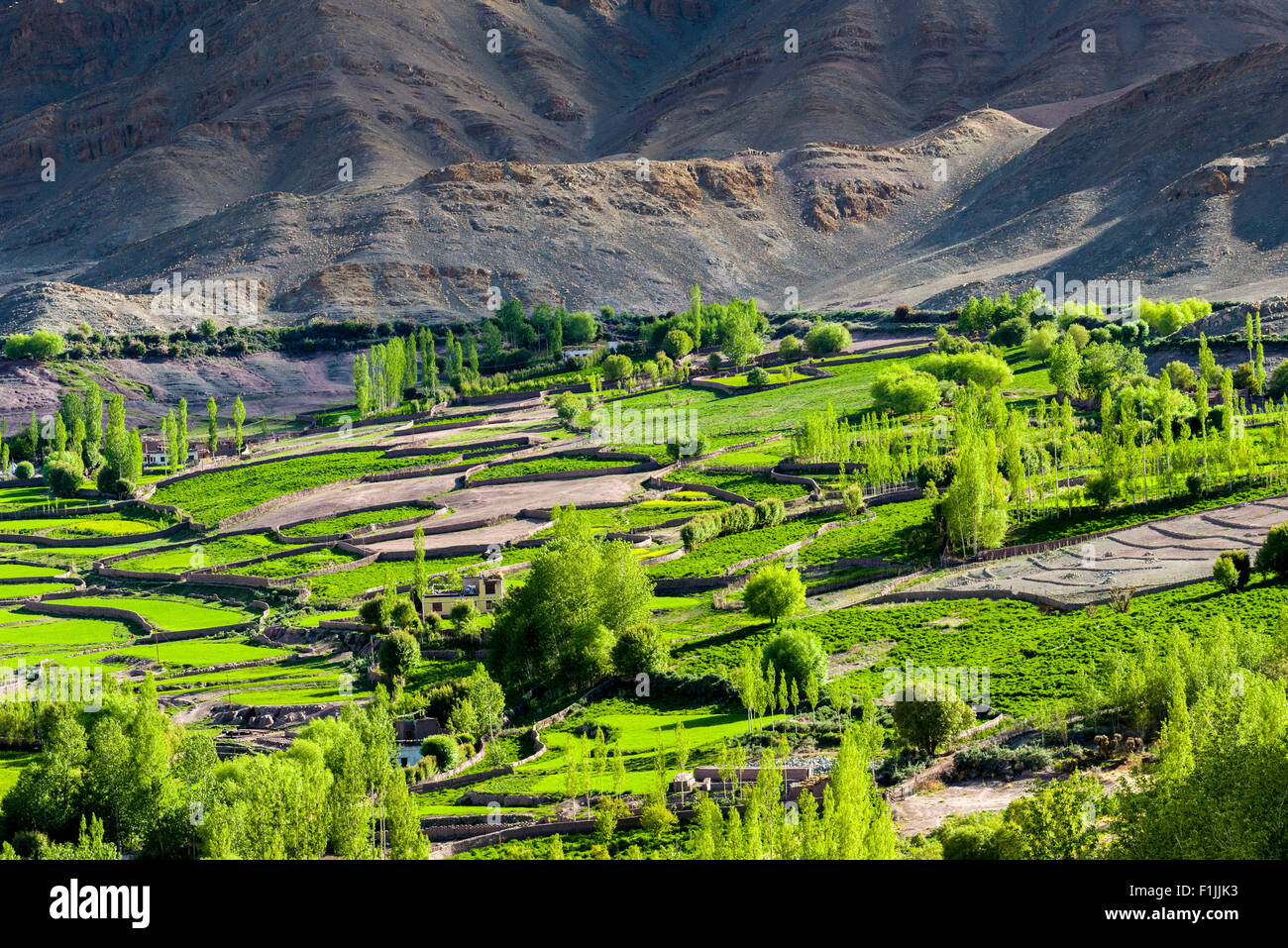 Vue aérienne de champs verts et de maisons de ferme dans une petite vallée au-dessus de la vallée de l'Indus, Mâtho, le Jammu-et-Cachemire, l'Inde Banque D'Images
