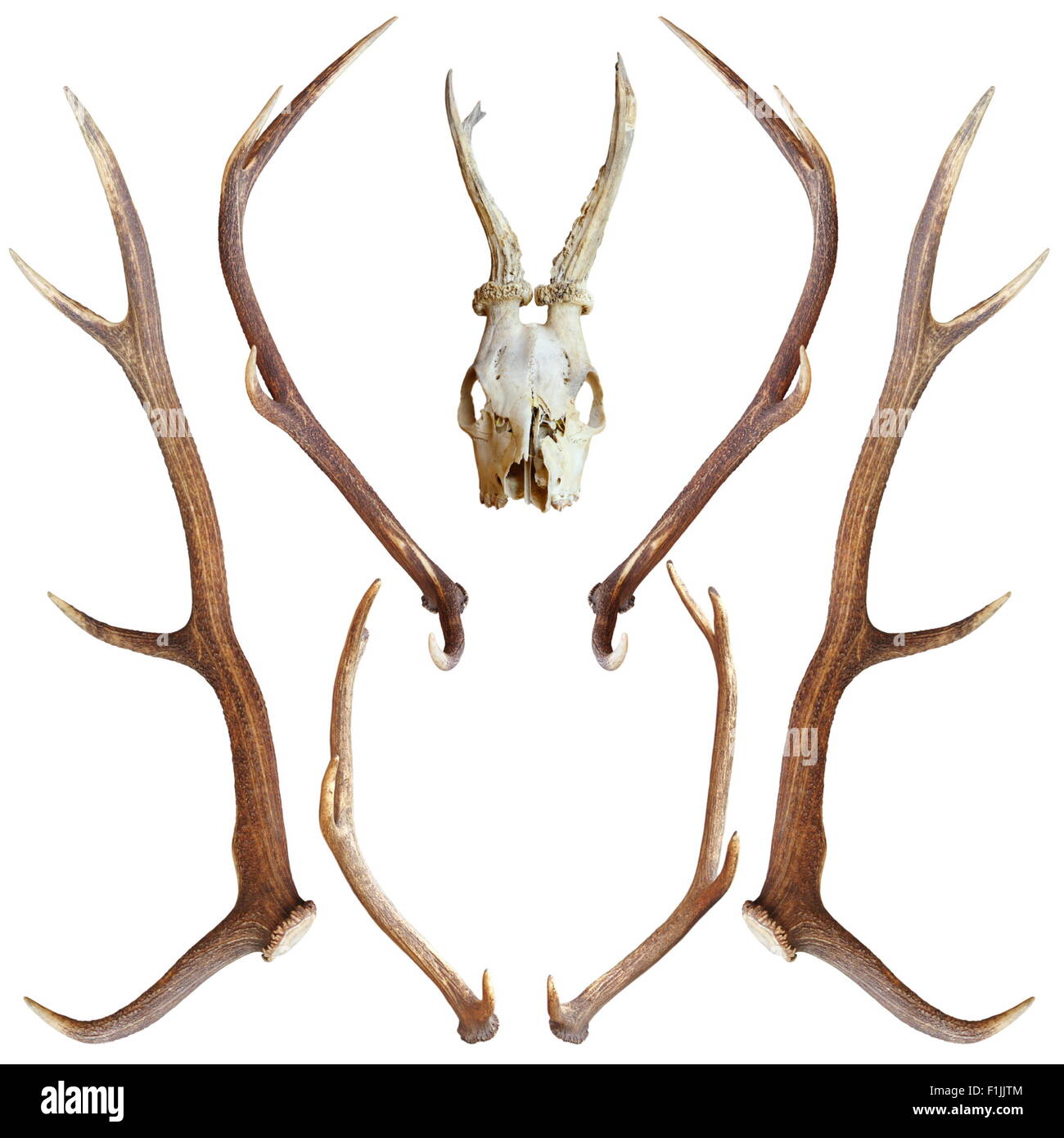 Collection de beaux trophées de chasse de roe et red deer isolated over white Banque D'Images