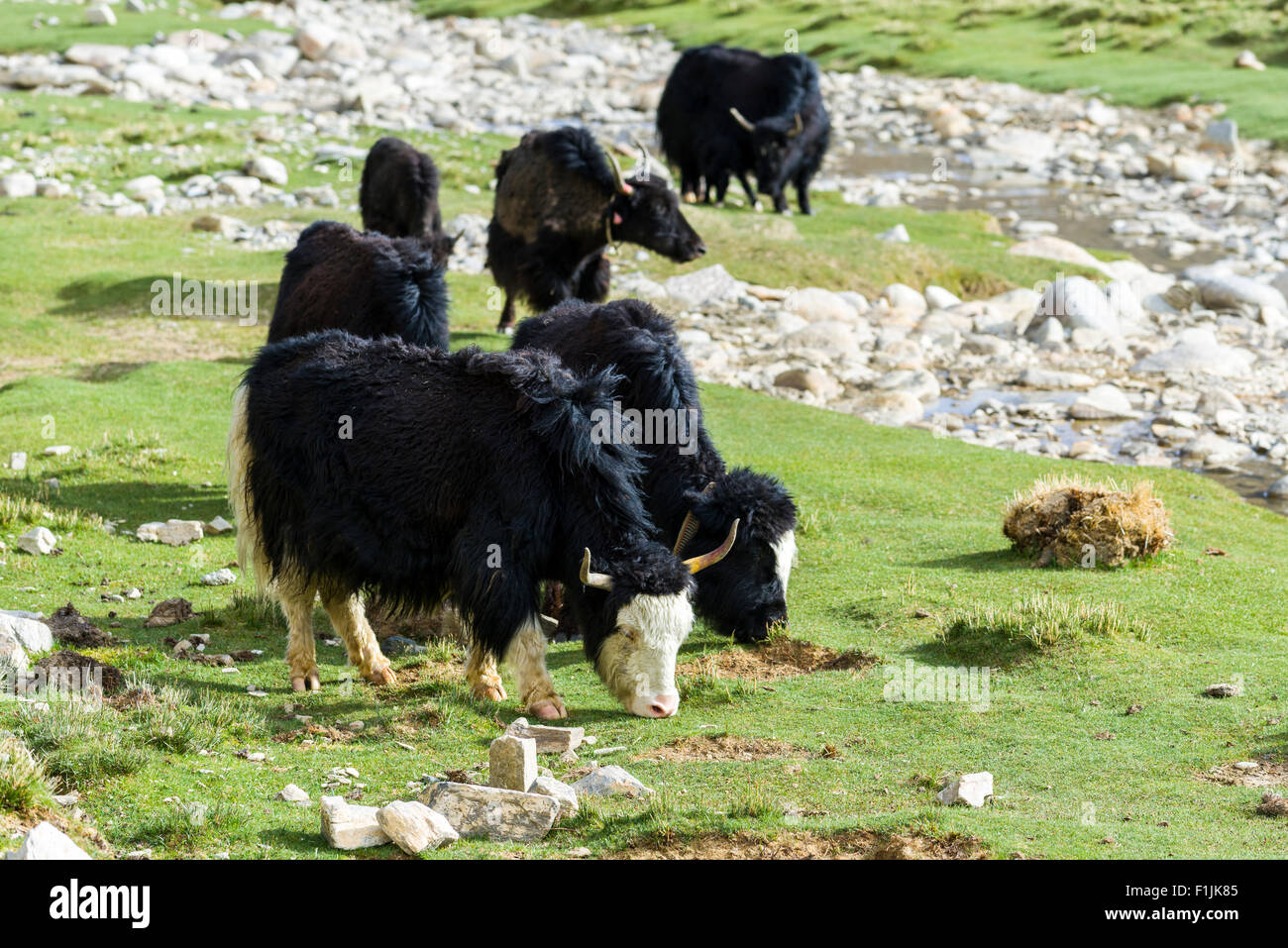 Les yacks noir (Bos grunniens) pâturage sur un pré vert, Changtang, région Korzok, Jammu-et-Cachemire, l'Inde Banque D'Images