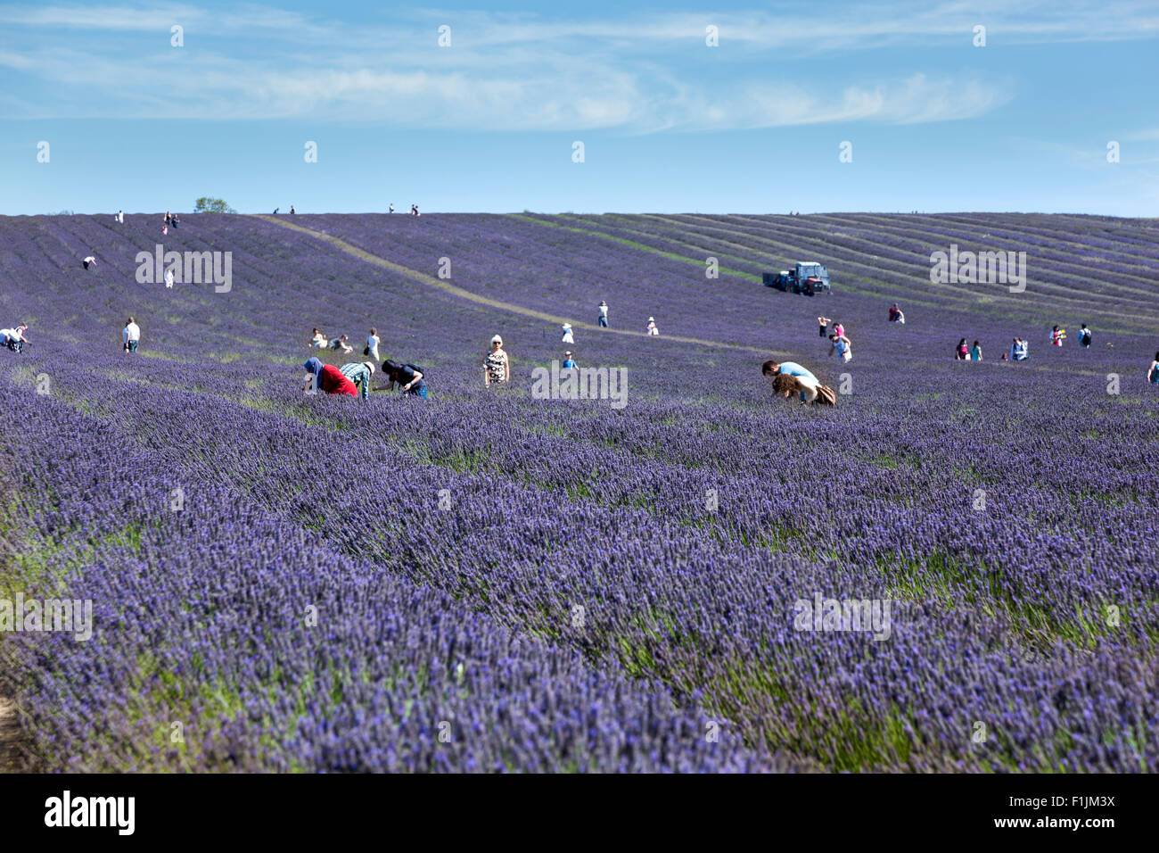 Les gens ramasser dans un champ de lavande, Hitchin UK Banque D'Images