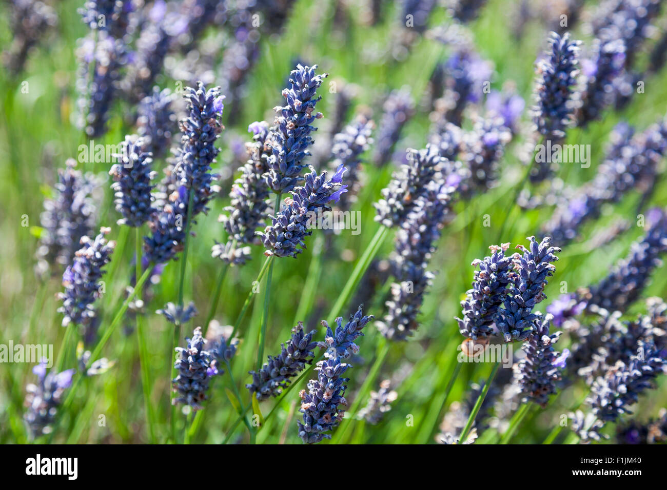 Close up de fleurs de lavande dans un champ - Hitchin, UK Banque D'Images