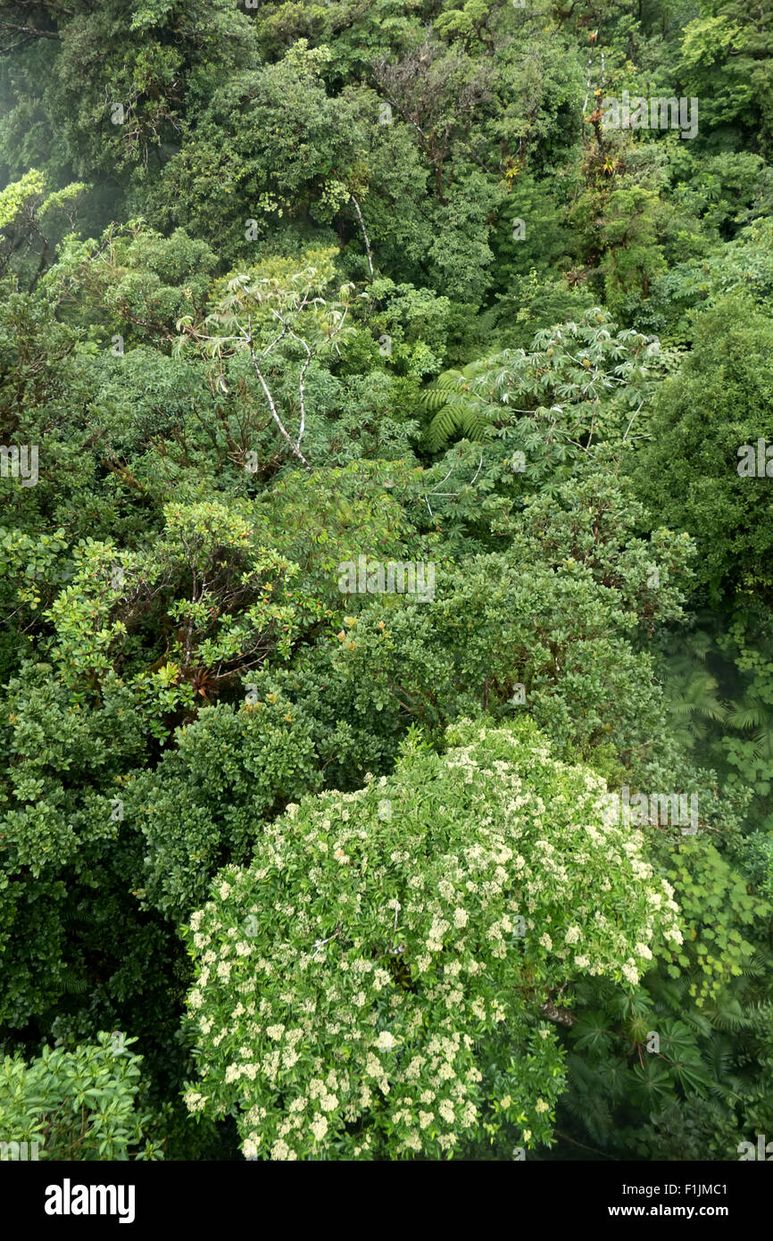 Parc National de la Forêt Nuageuse de Monteverde, Costa Rica, Amérique centrale. Jungle, forêt, vue aérienne de houppiers de sky tram Banque D'Images