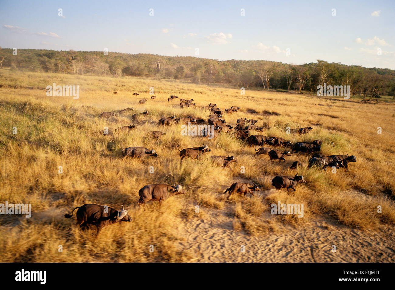 Troupeau de bisons du Parc National Kruger Mpumalanga, Afrique du Sud Banque D'Images