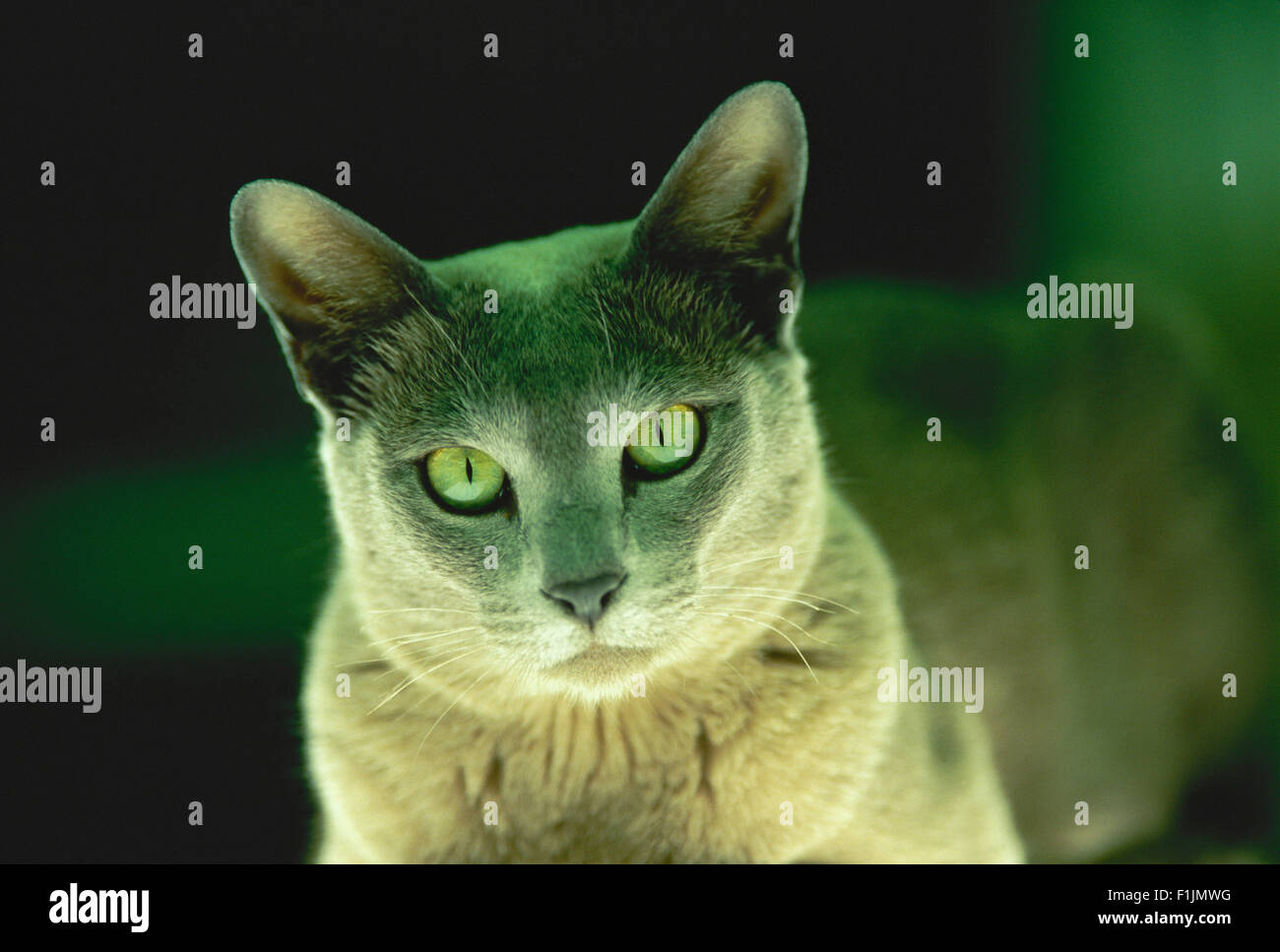 Portrait de Chat assis sous la lumière verte Banque D'Images