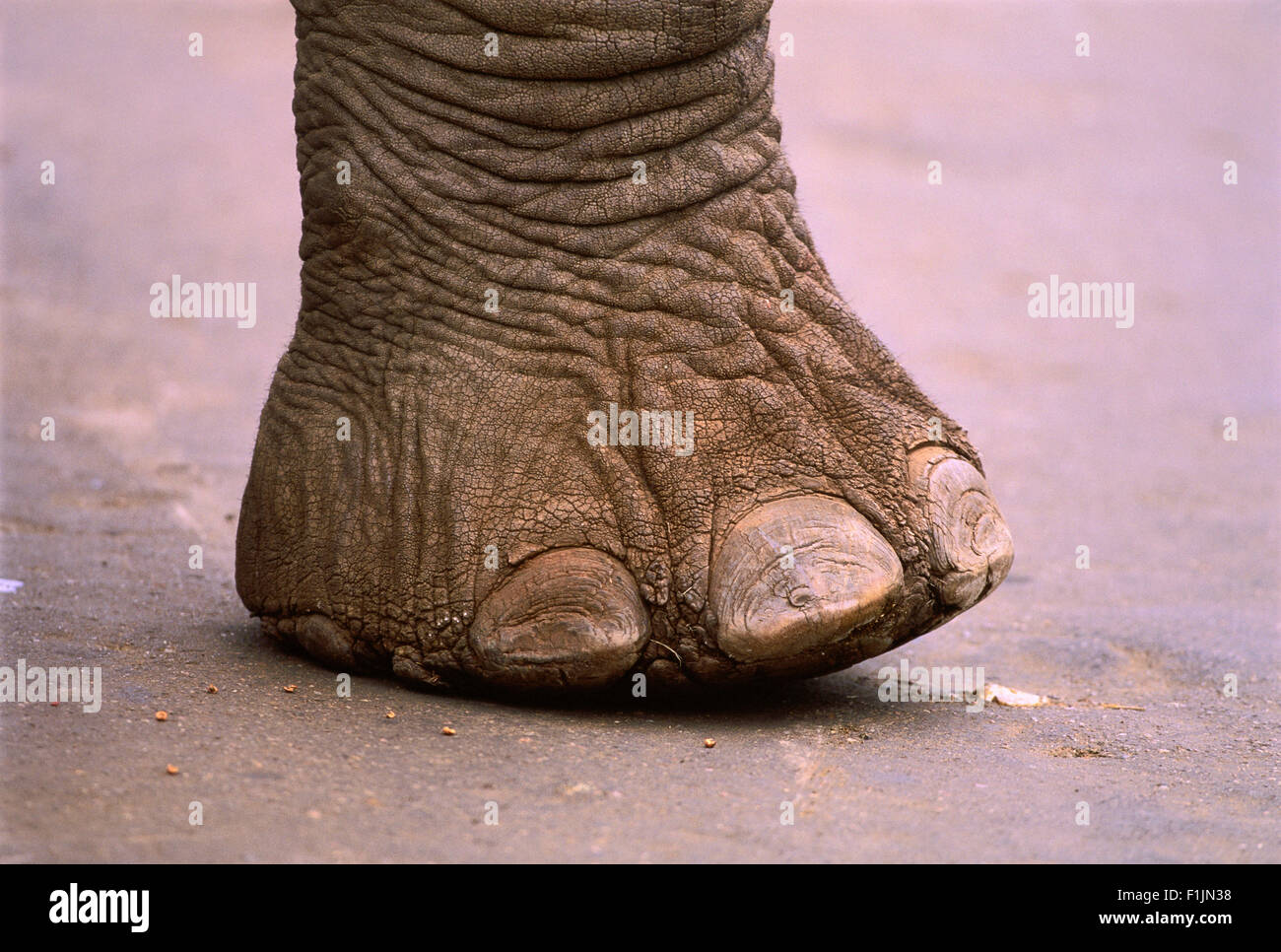 Plan du pied d'éléphant Banque D'Images