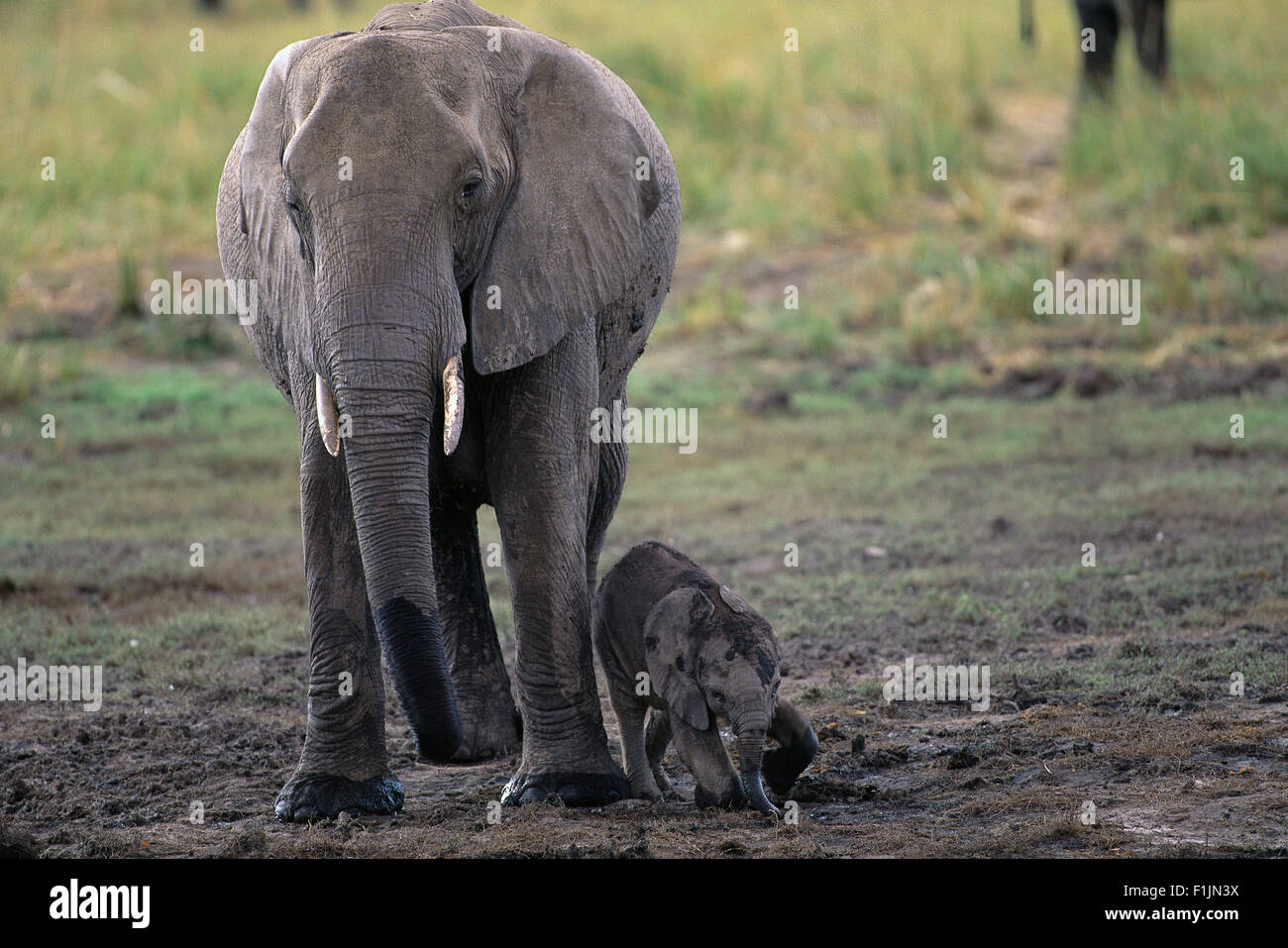 L'éléphant femelle et son veau Savuti région près de Parc National de Chobe au Botswana, l'Afrique Banque D'Images