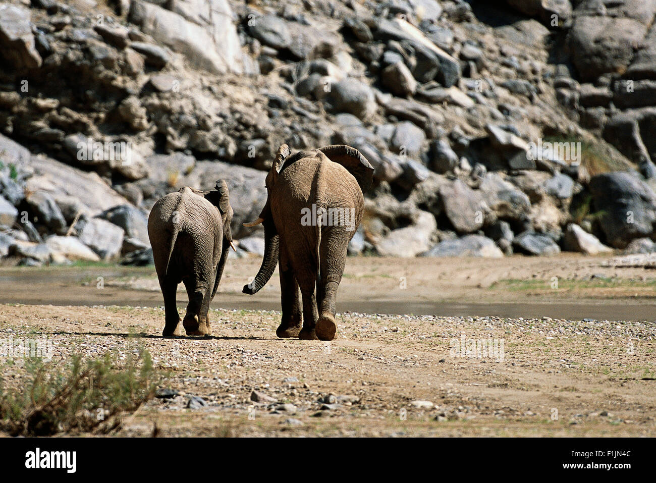 Les éléphants d'Afrique, rétroviseur Banque D'Images