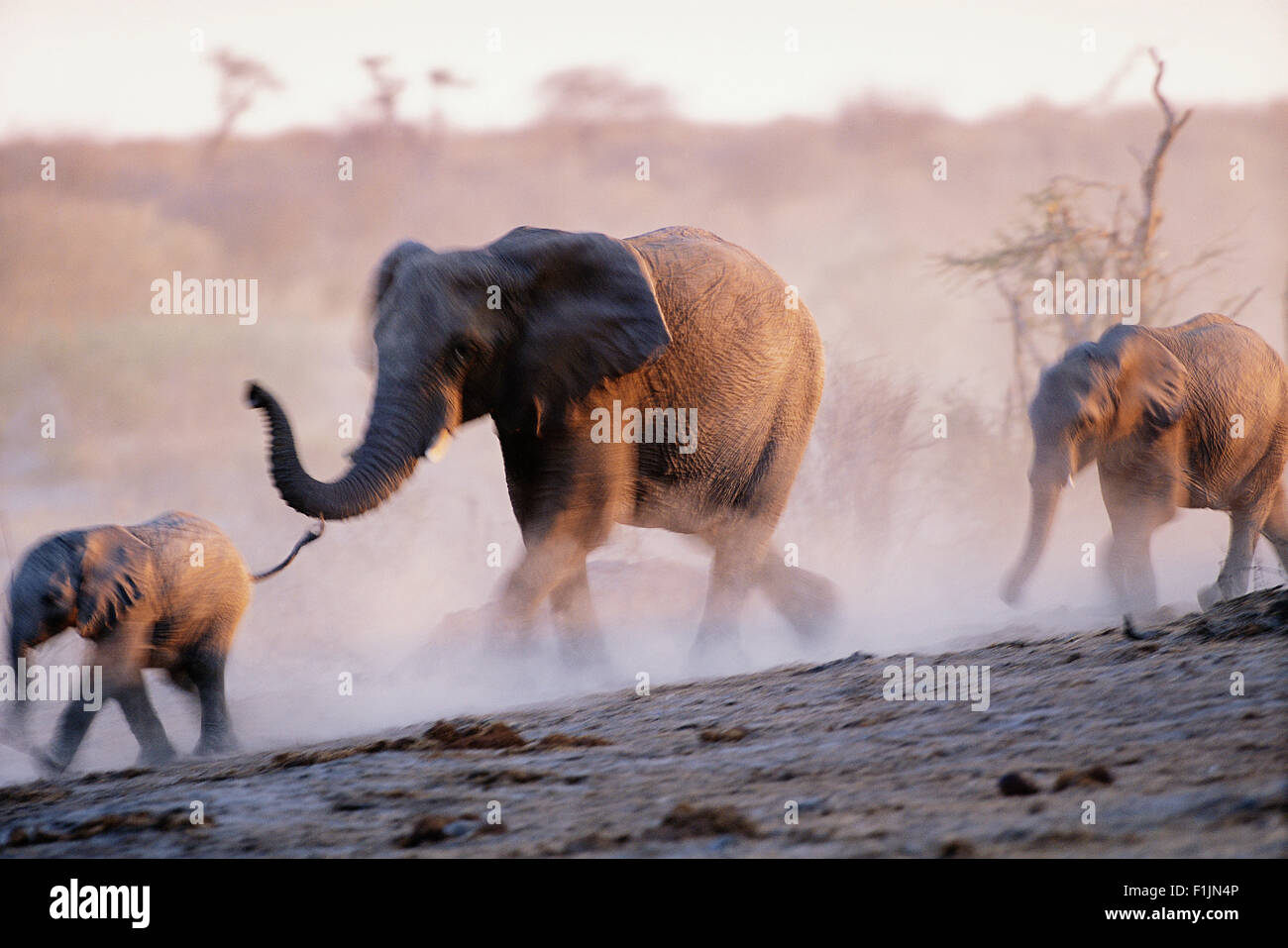 Les éléphants d'Afrique, d'exécution Banque D'Images