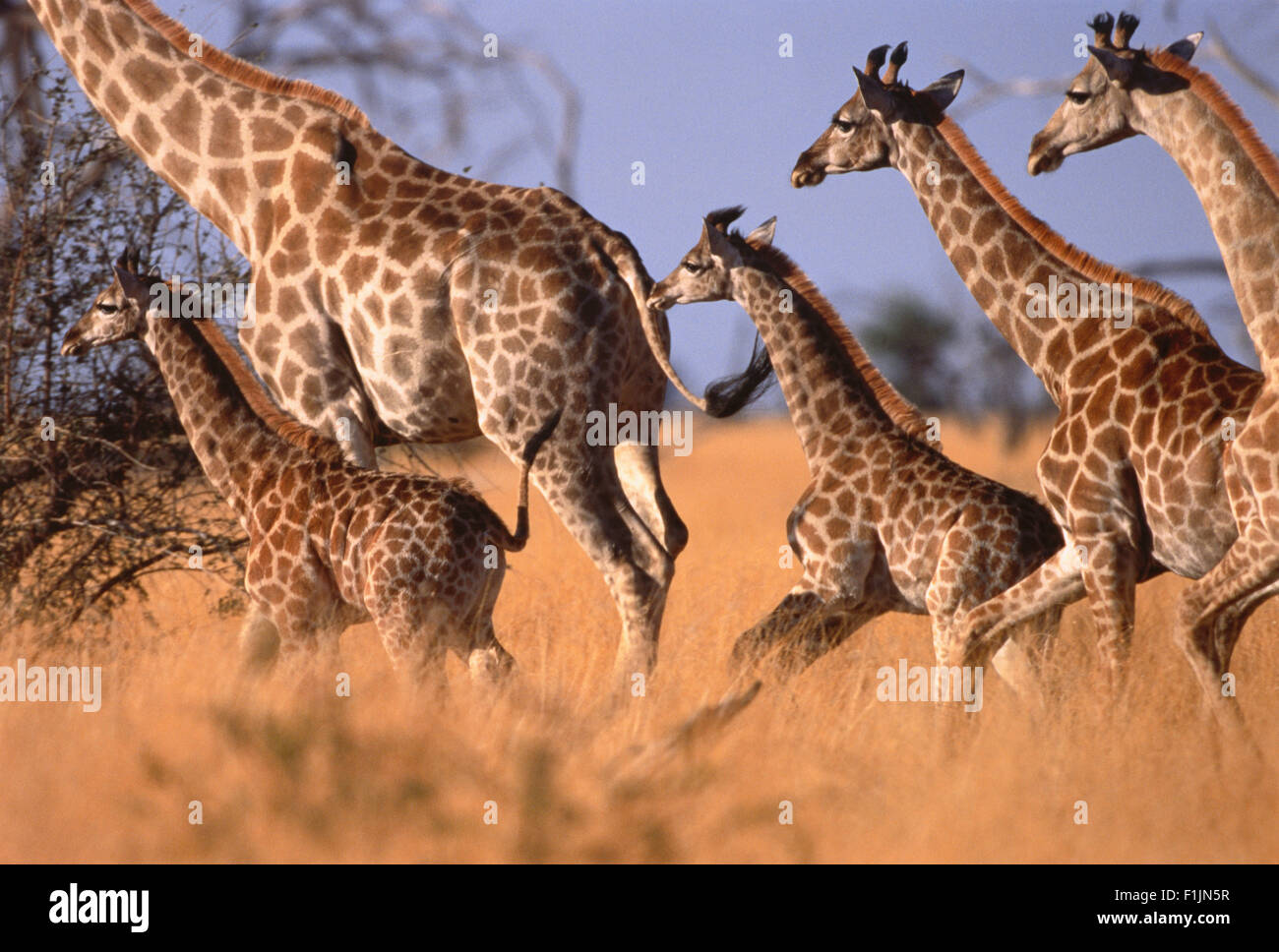 Girafe s'exécutant dans les herbages Banque D'Images