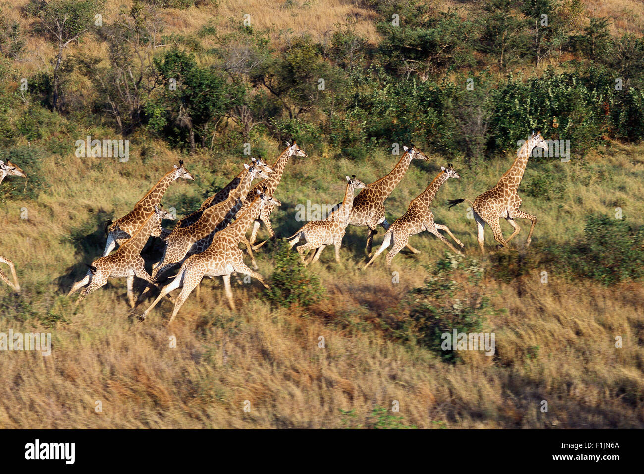 Vue aérienne du troupeau de girafe exécutant Erindi, Namibie, Afrique Banque D'Images