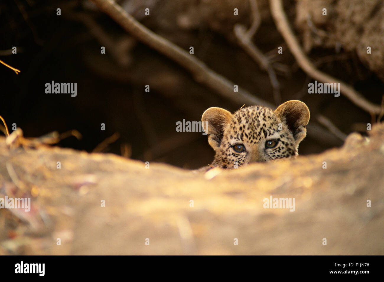 Portrait de Leopard Cub Banque D'Images