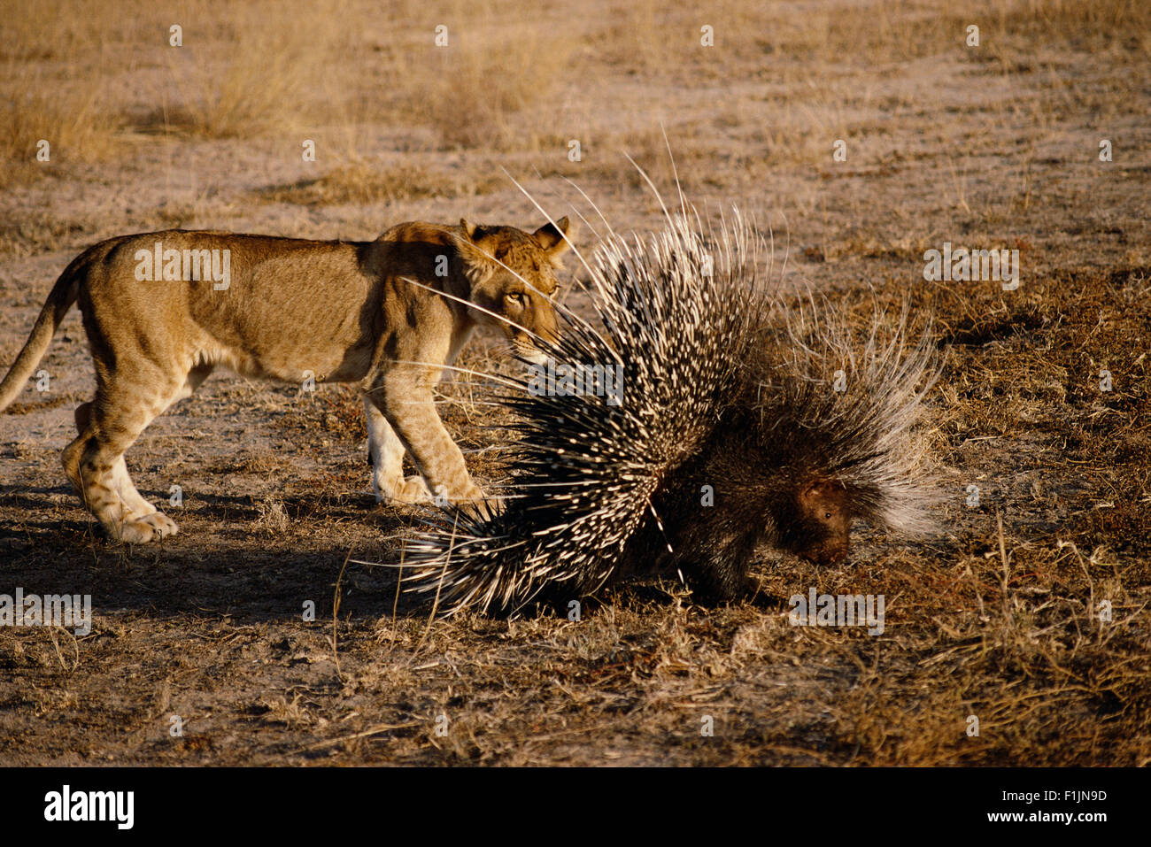 Lion Cub Porcupine Investiging Banque D'Images