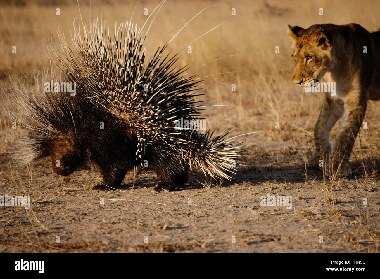 Lion Cub Porcupine Investiging Banque D'Images