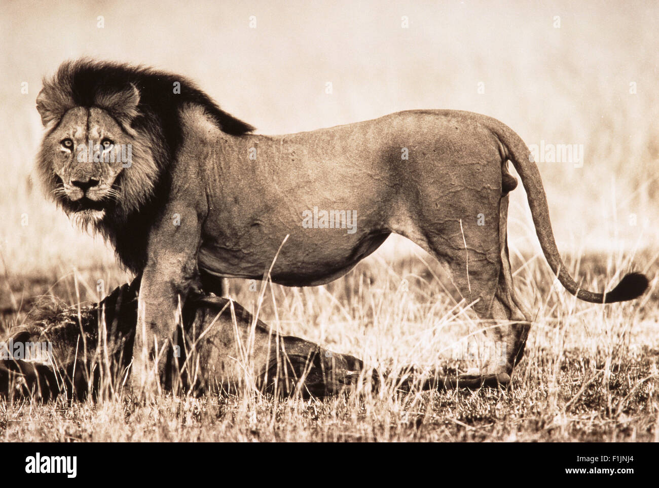 Portrait de Lion debout sur la proie Banque D'Images
