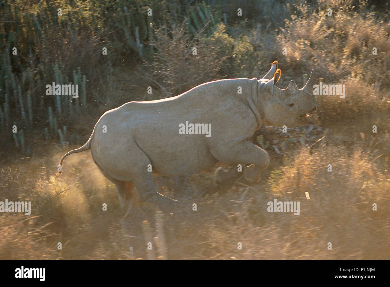 Le rhinocéros noir Running Through Field Addo Elephant National Park, Eastern Cape, Afrique du Sud Banque D'Images