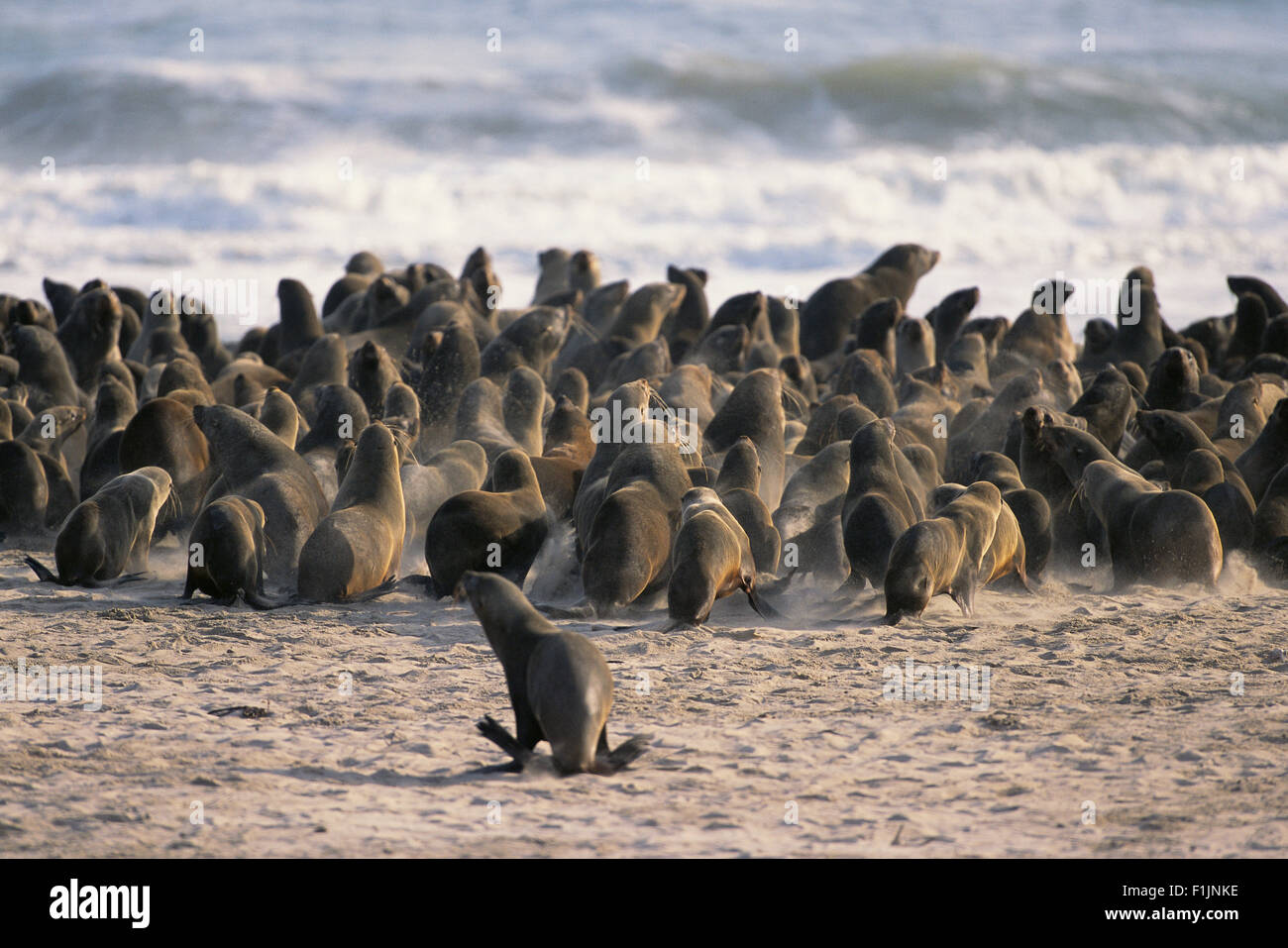Colonie de phoques sur la plage, la Namibie, l'Afrique Banque D'Images