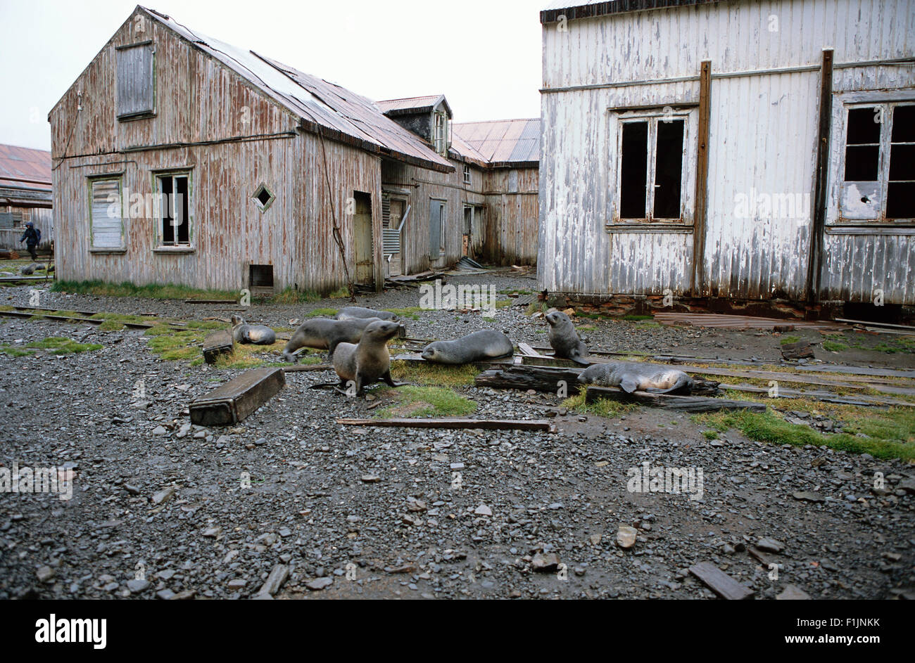 Les phoques à abandonné Station baleinière, South Georgia Island, Antarctica Banque D'Images