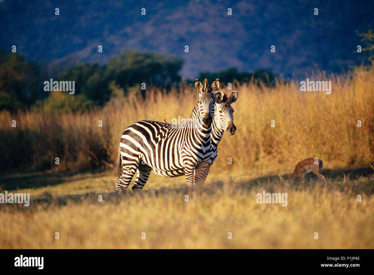 Deux zèbres debout dans le parc Londolozi Game Reserve, Afrique du Sud Banque D'Images