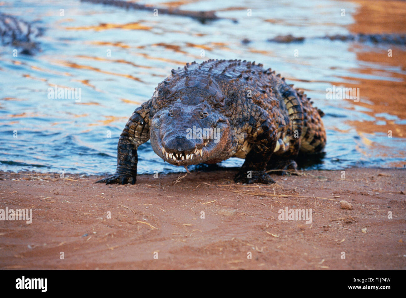 Les crocodiles à partir de l'eau, Londolozi Game Reserve, Afrique du Sud Banque D'Images