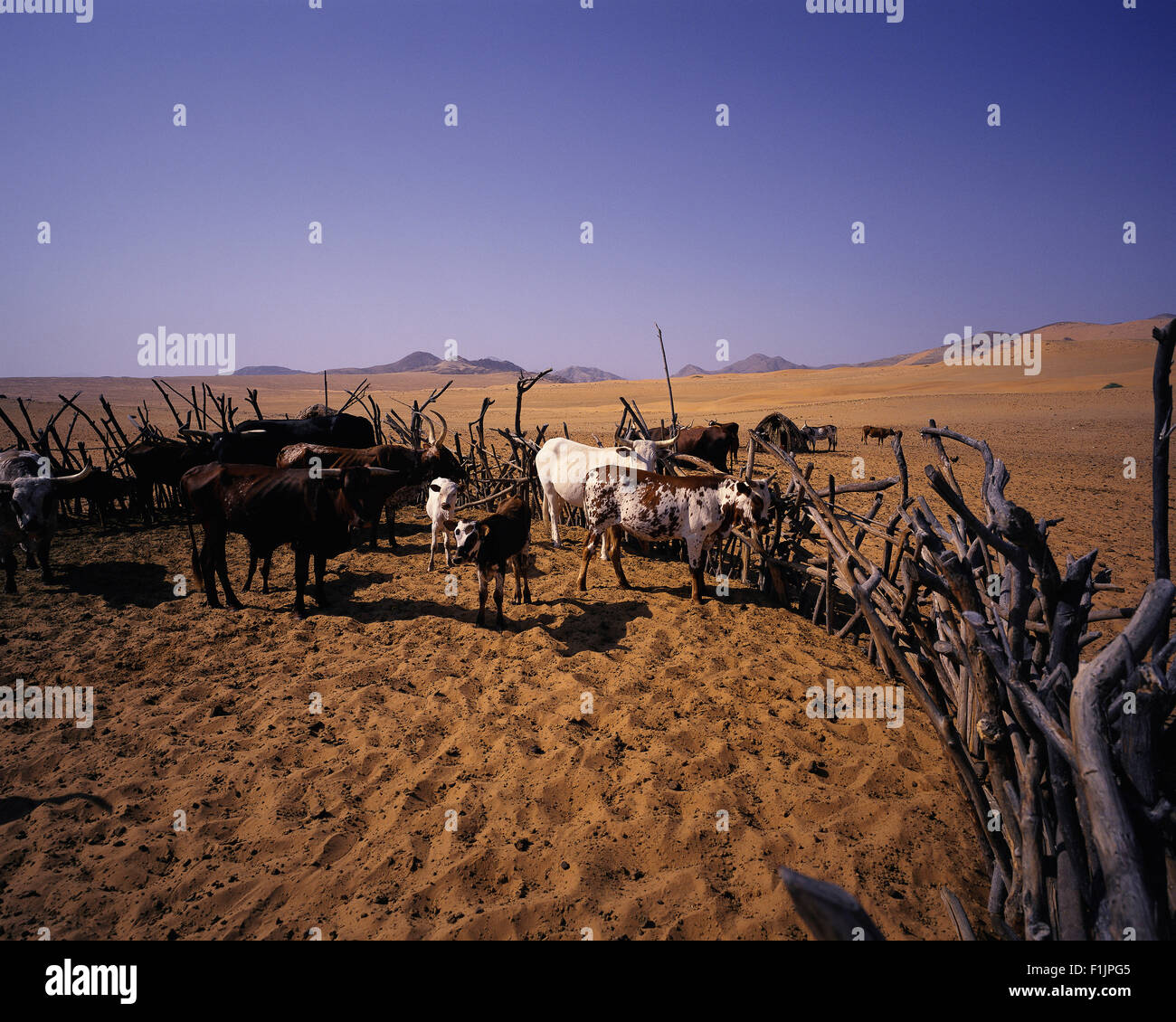 Kraal de bovins dans la région de la rivière Kunene, Namibie, Afrique Banque D'Images