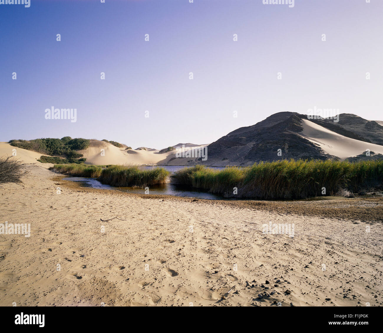 Oasis en Skeleton Coast, Namibie, Afrique Banque D'Images