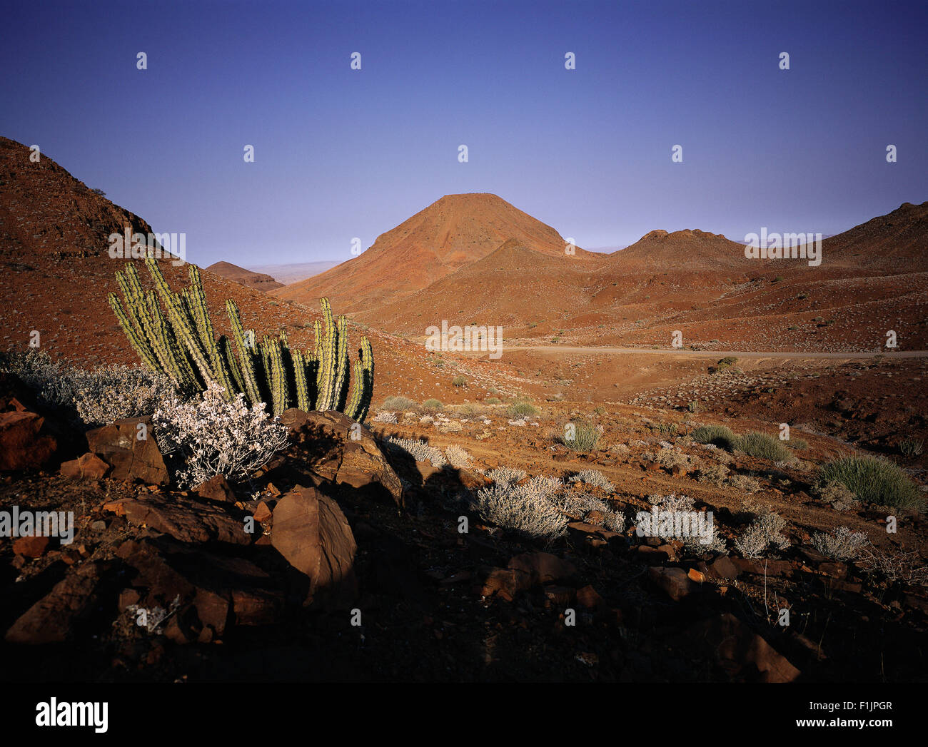 Cactus dans Paysage de désert Skeleton Coast, Namibie, Afrique Banque D'Images