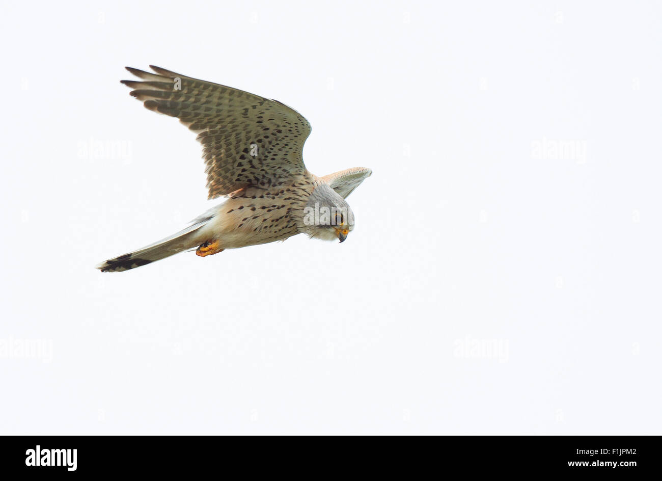 Kestrel planant dans un vent fort Banque D'Images