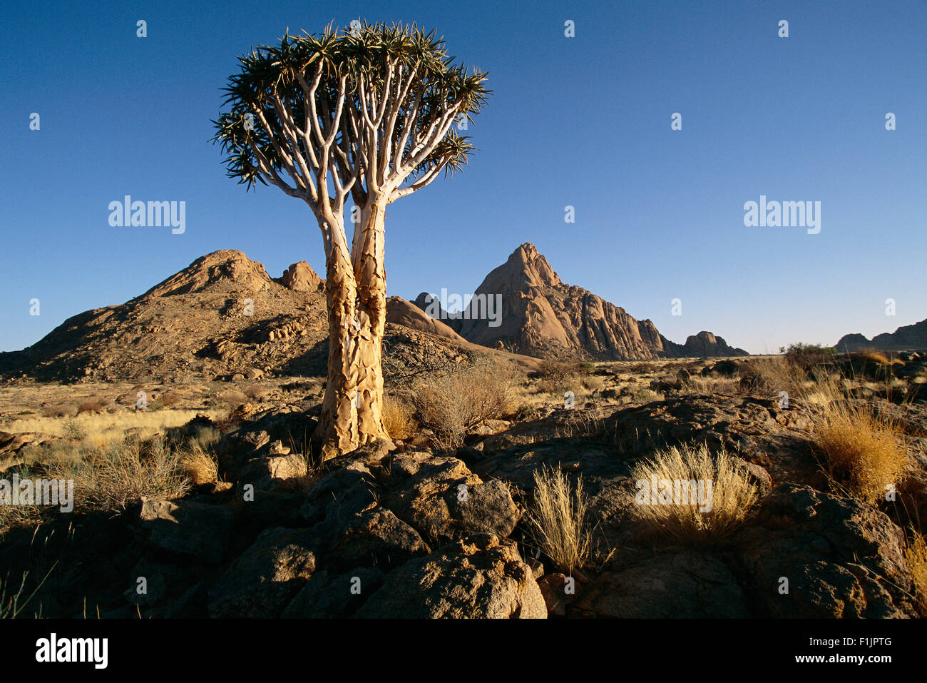 Quiver Tree Spitzkoppe, Namibie, Afrique Banque D'Images