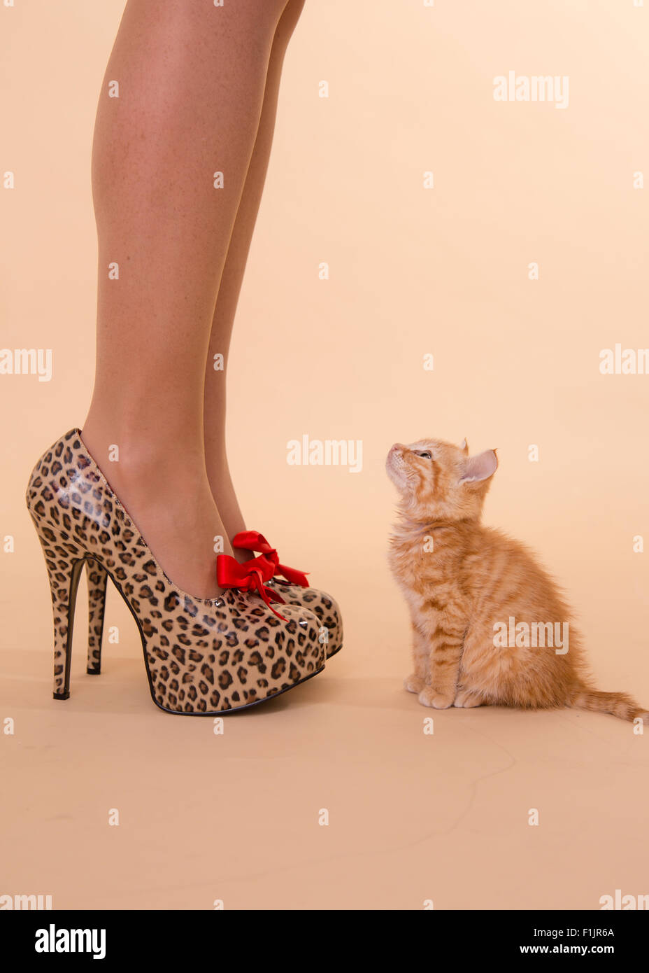 Talons Petit Ginger Tom Chaton Poses Avec Leopard Chaussures A Talon Haut Spot Qui Sont Aussi Gros Que Le Petit Chat Photo Stock Alamy