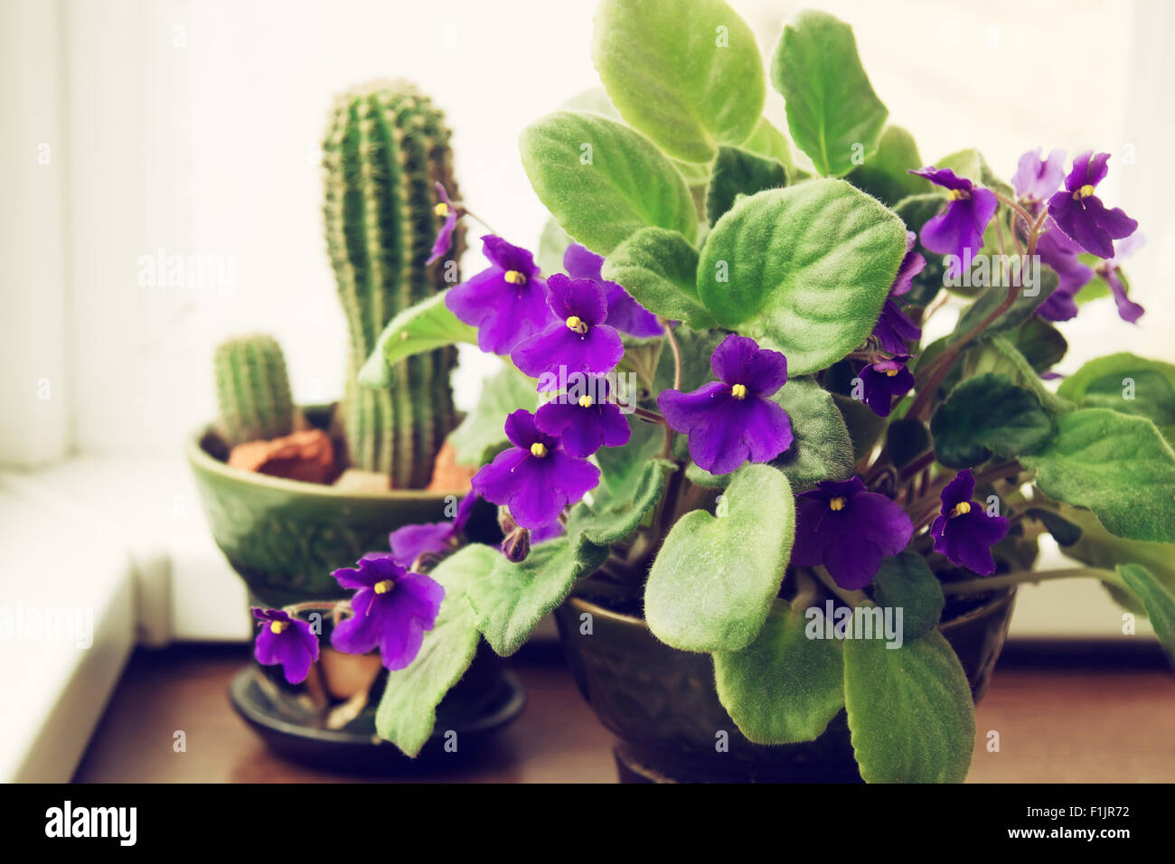 La violette africaine (Saintpaulia en pot) sur l'arrière-plan de cactus, plantes d'intérieur Banque D'Images