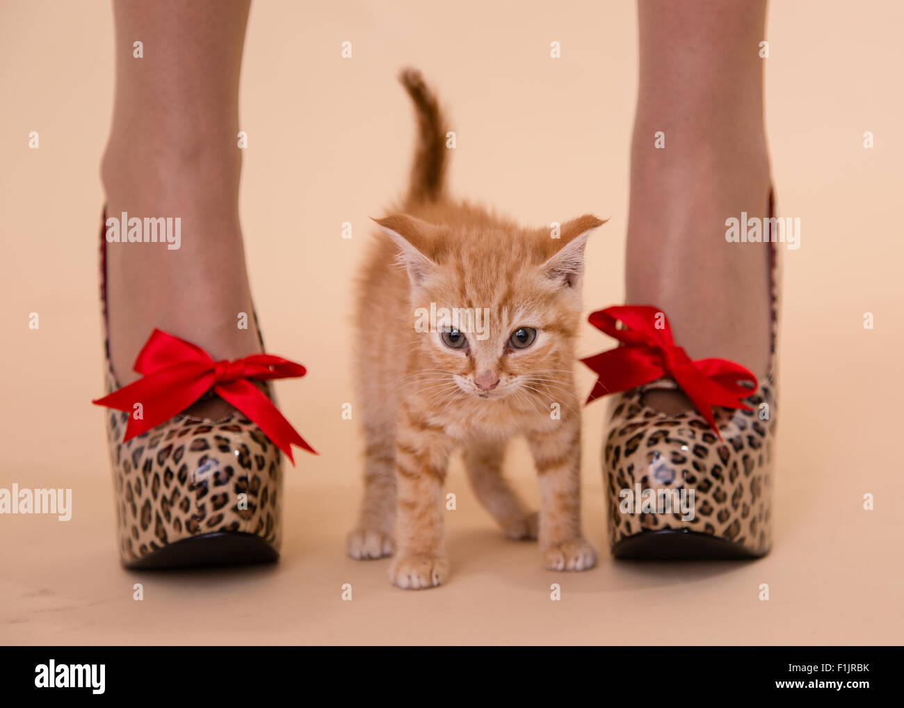 Talons Petit Ginger Tom Chaton Poses Avec Leopard Chaussures A Talon Haut Spot Qui Sont Aussi Gros Que Le Petit Chat Photo Stock Alamy