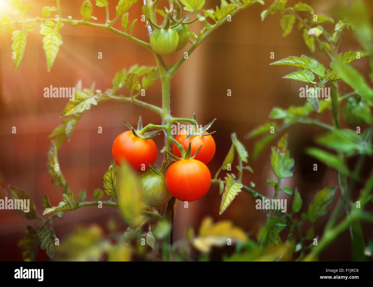 Les tomates cherry branch à l'extérieur, récolte d'été Banque D'Images