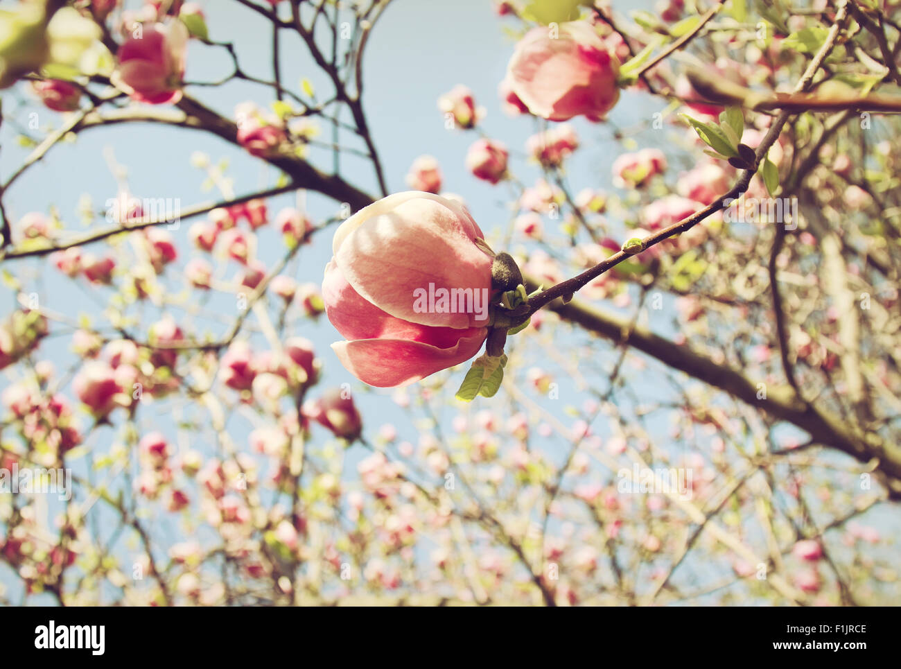 Une fleur de magnolia dans le jardin en fleurs Banque D'Images