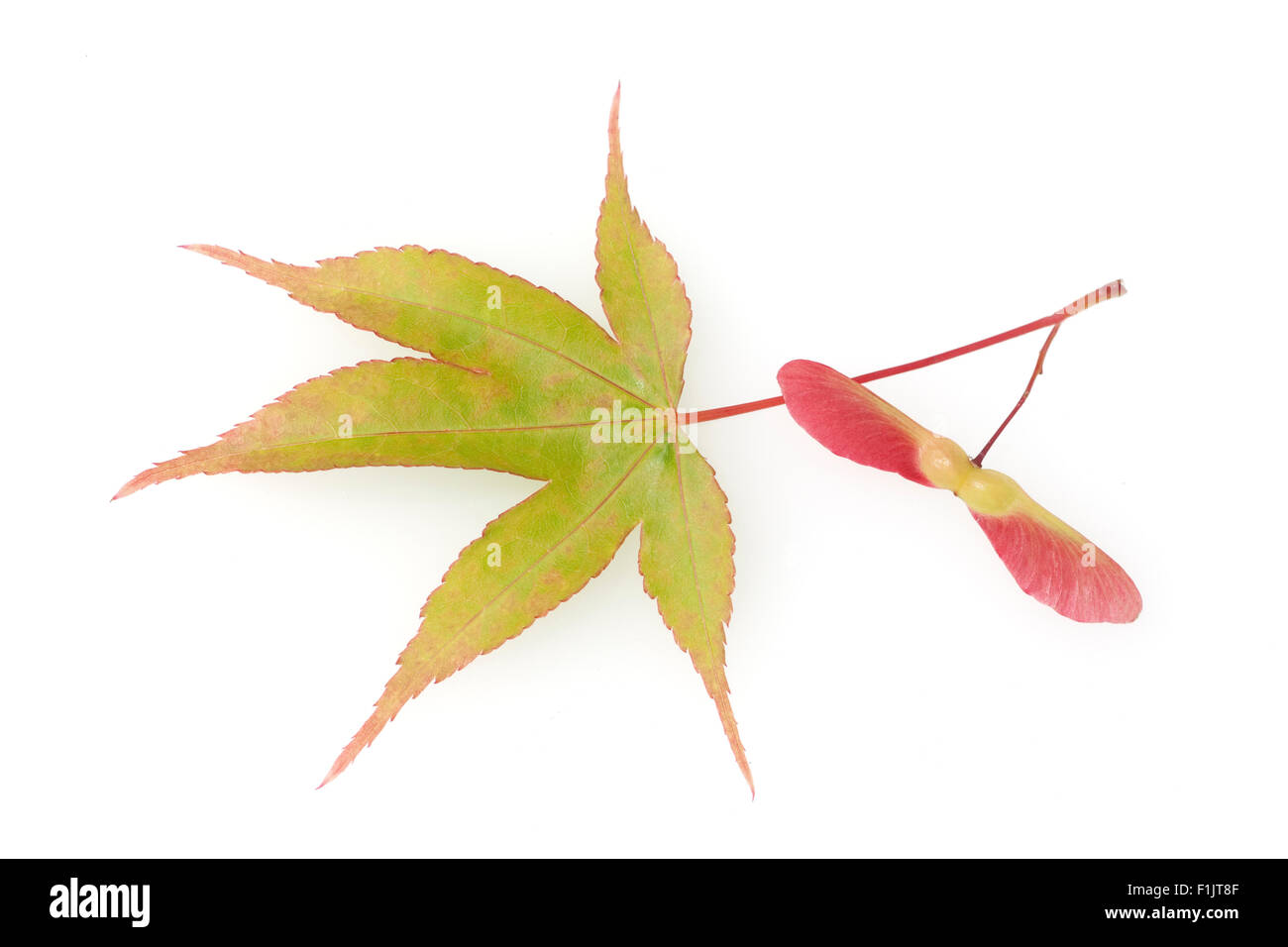 Fecherahorn ; gruener, Acer palmatum Osakazuki,,, Banque D'Images