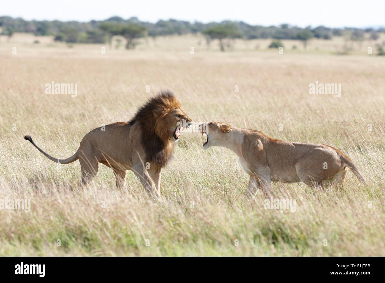 Lion et lionne combats dans de hautes herbes, Singita Grumeti, Tanzanie Banque D'Images