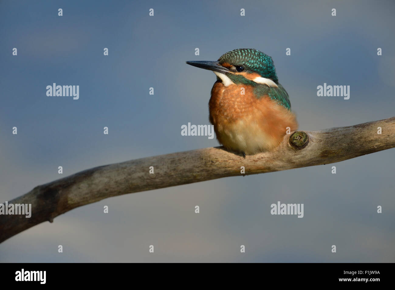 Les jeunes Alcedo atthis / Common Kingfisher / Optimize dans magnifique lumière en face d'un merveilleux arrière-plan. Banque D'Images