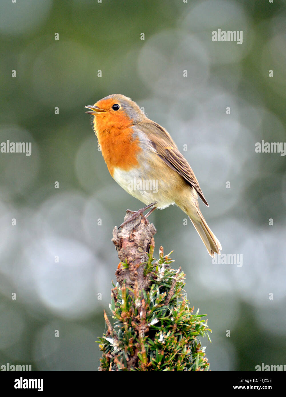 European Robin (Erithacus rubecula aux abords) assis dans un arbre dans les jardins de Kensington, Londres Banque D'Images