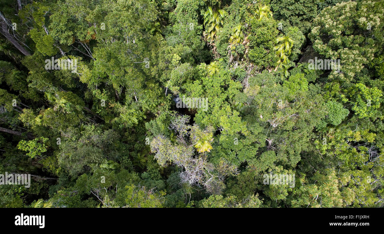 Canopée de la forêt tropicale de Daintree Banque D'Images